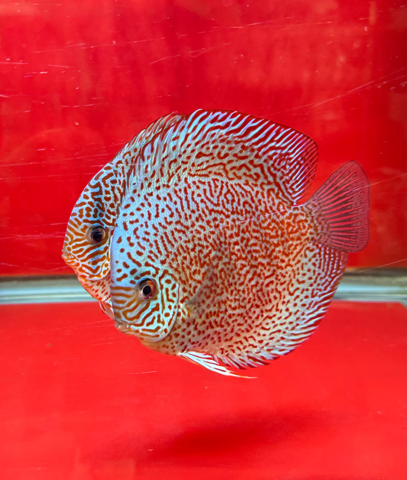 King Viper Discus Potential Pair