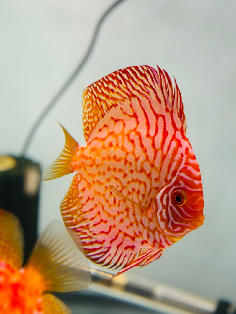 Red Rafflesia X Tiger Carnation Discus Potential Pair
