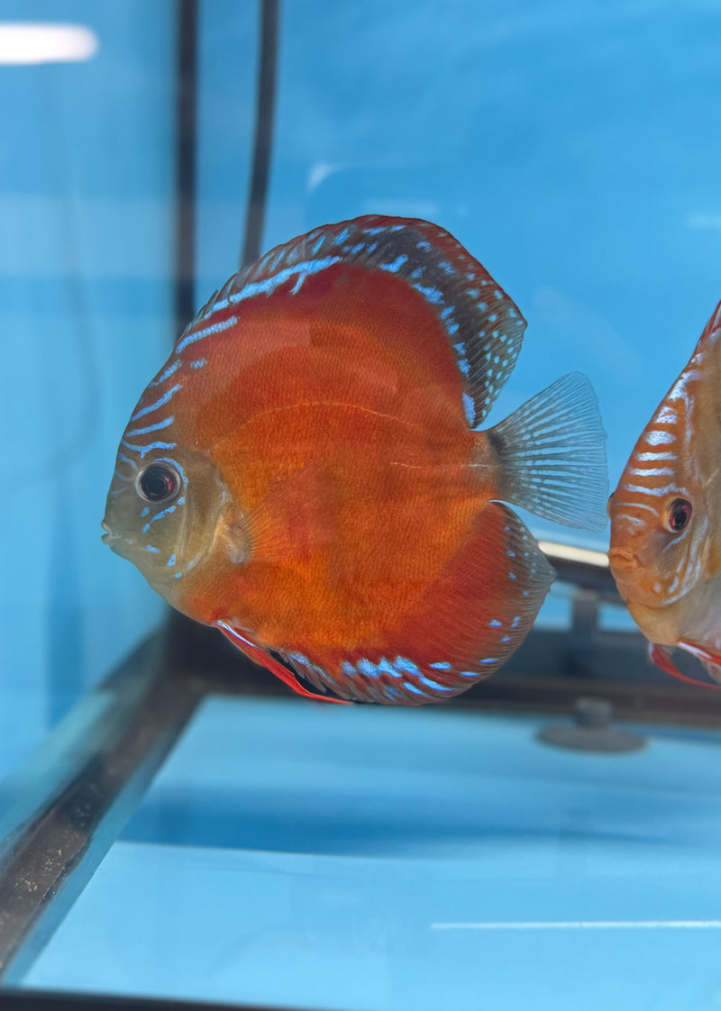 Red Curipera X Curipera Discus Potential Pair