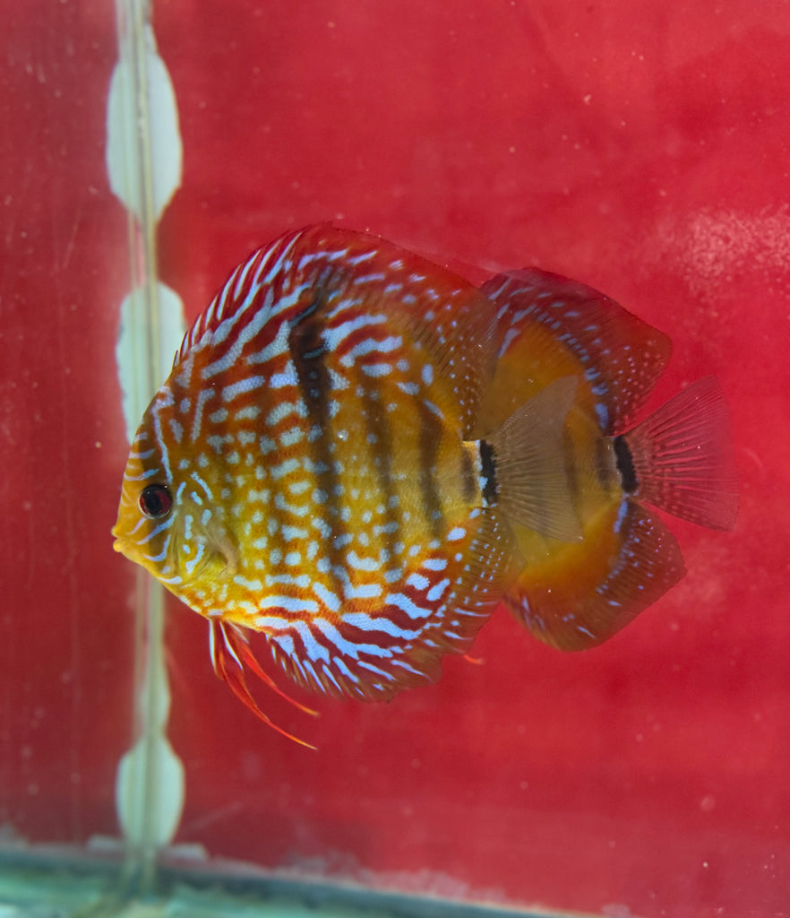 Paralenquer X Blue Moon Discus Potential Pair