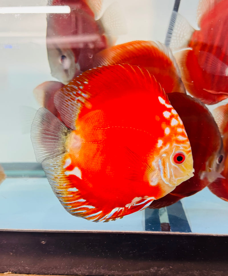 Blood Red Rafflesia Discus