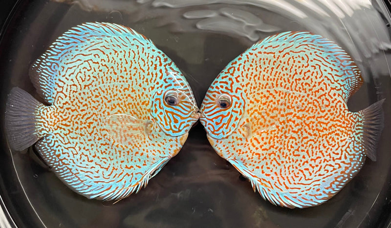 Super Viper Discus