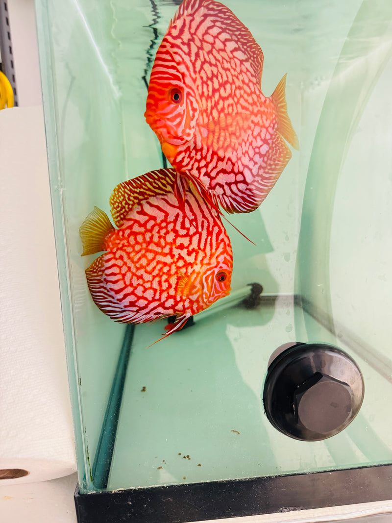Blood Eagle Discus Potential Pair