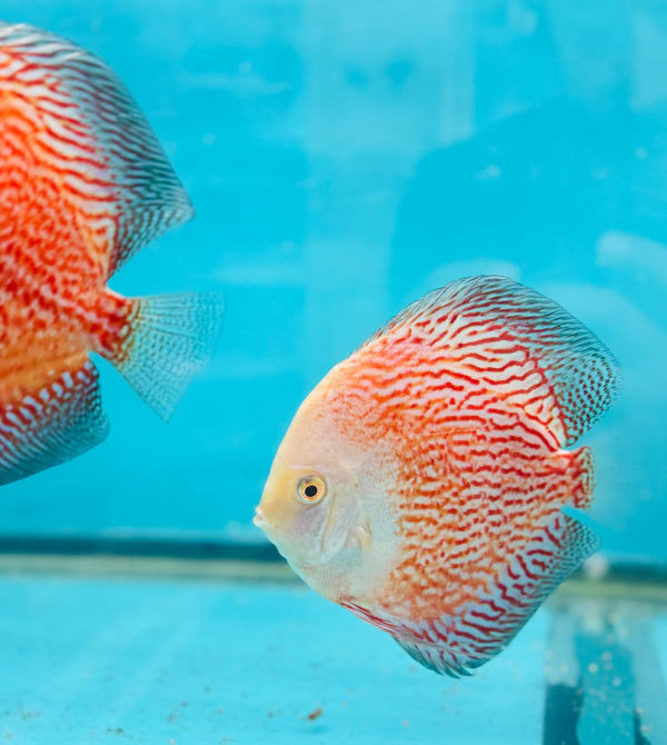 Snow Jaguar Discus Potential Pair