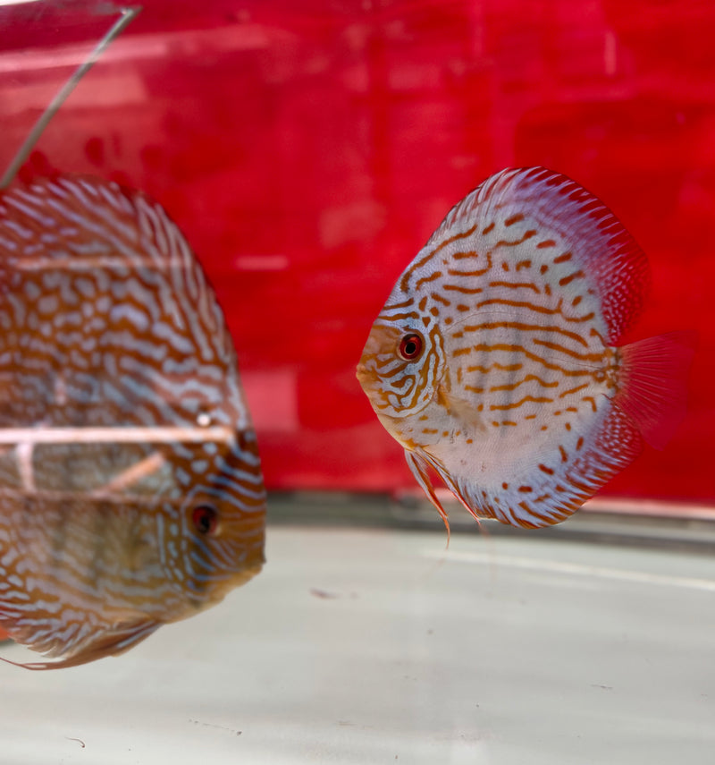 Altum Flora X Royal Blue Discus Potential Pair