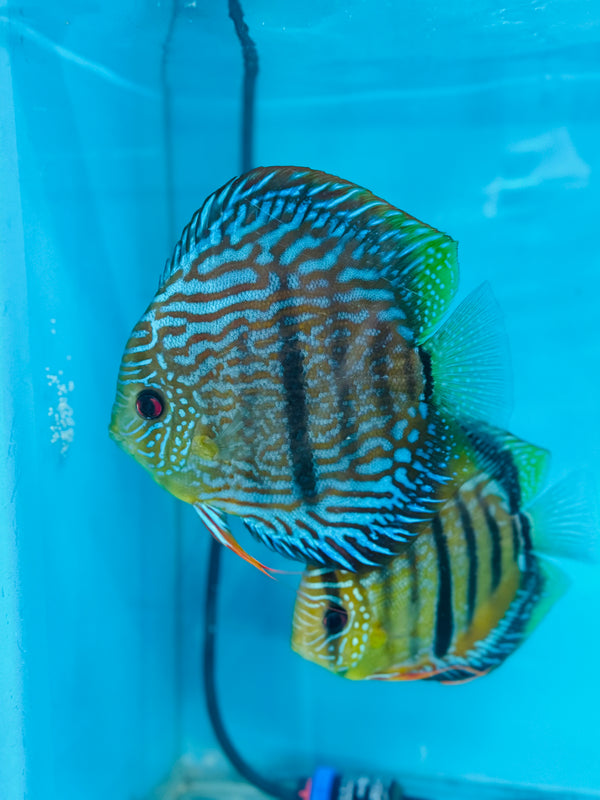 Blue Moon Heckel X Ica Heckel Discus Potential Pair