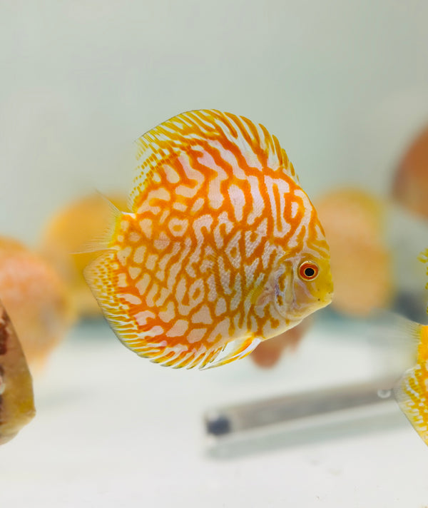 Discus Monkey 3-4