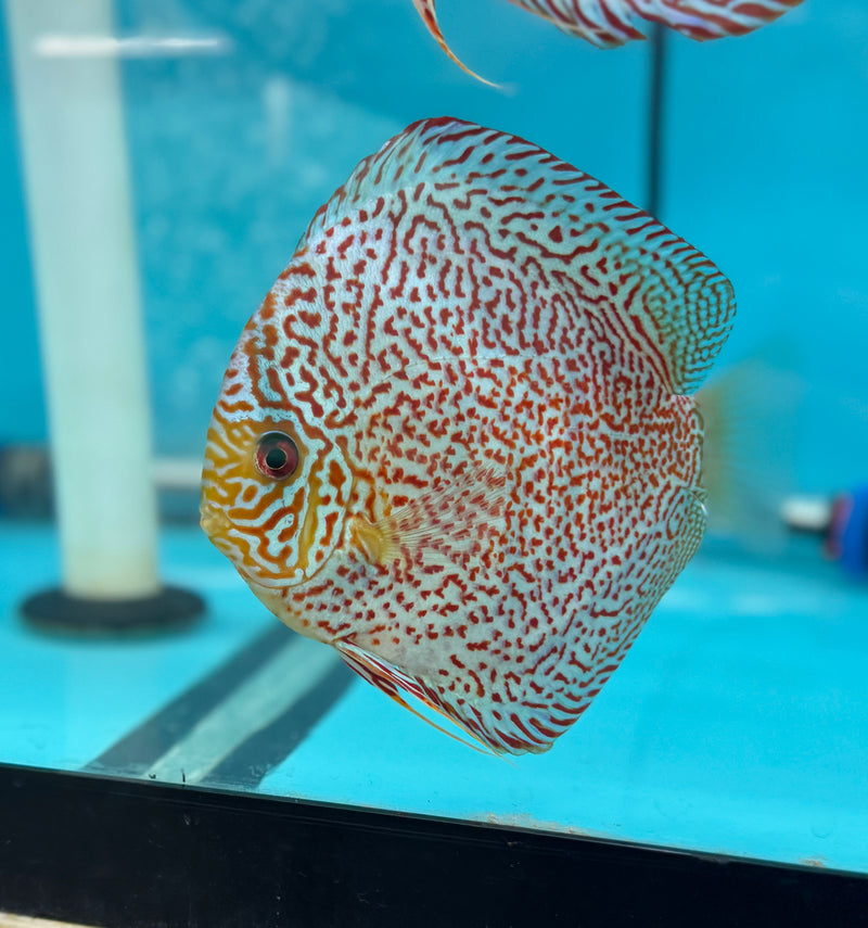 Panthera Discus Potential Pair