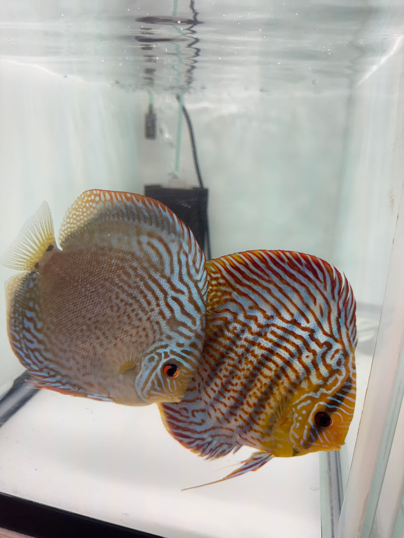 Blue Wild Cross X Spotted Green Turquoise Discus Potential Pair