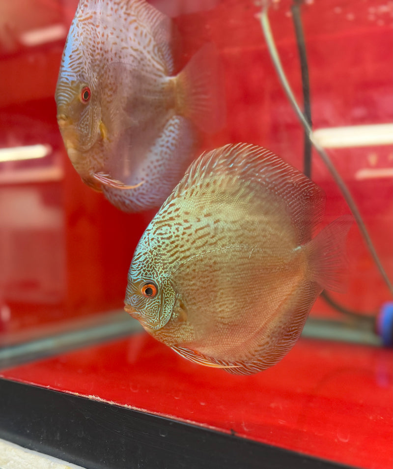 Blue Scorpion Discus Potential Pair