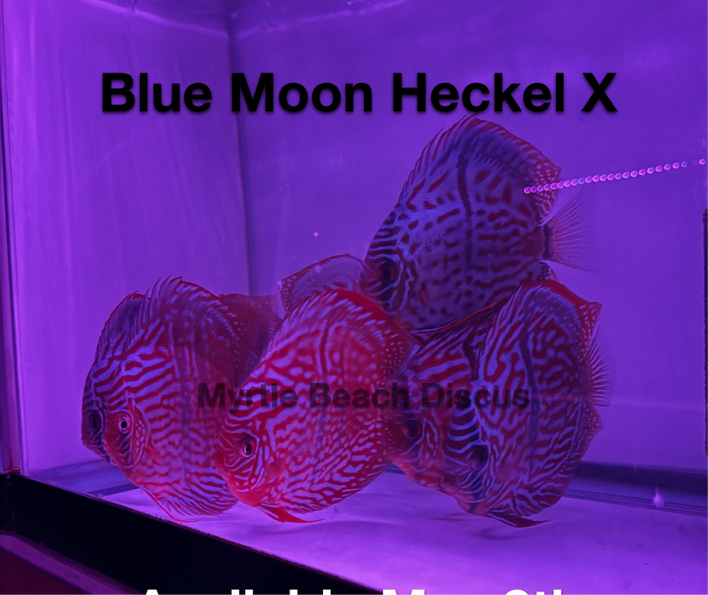 Blue Moon Heckel X