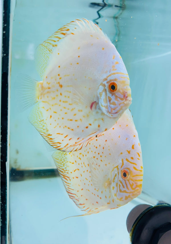 White Rose Discus Potential Pair