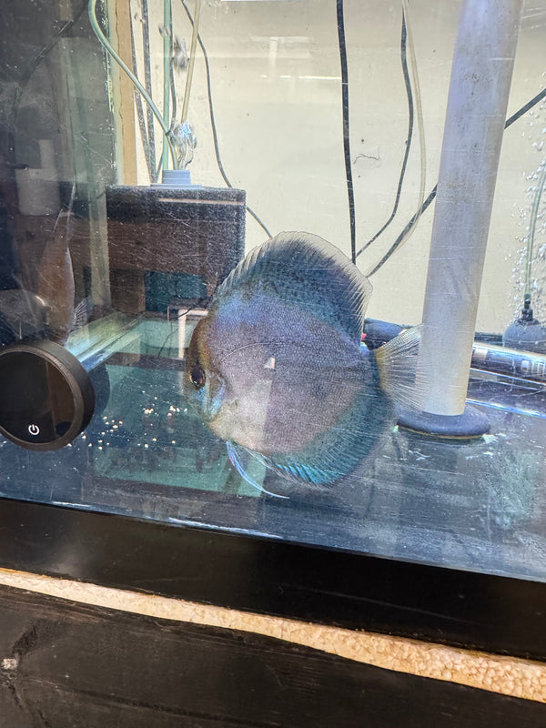 Blue Ghost w/Heckel Gene Discus Potential Pair