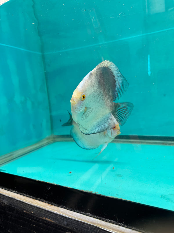 Mercury Discus Potential Pair