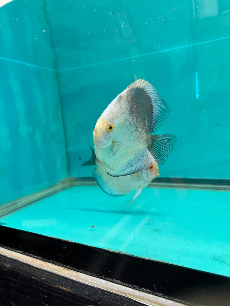 Mercury Discus Potential Pair