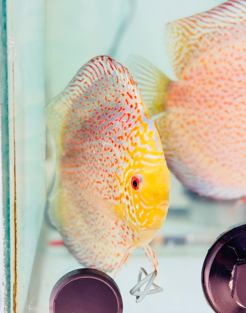 Spotted Pigeon X White Leopard Discus Potential Pair
