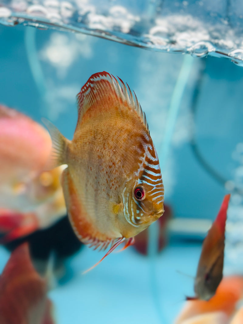 Laguna Green Wild Cross Discus