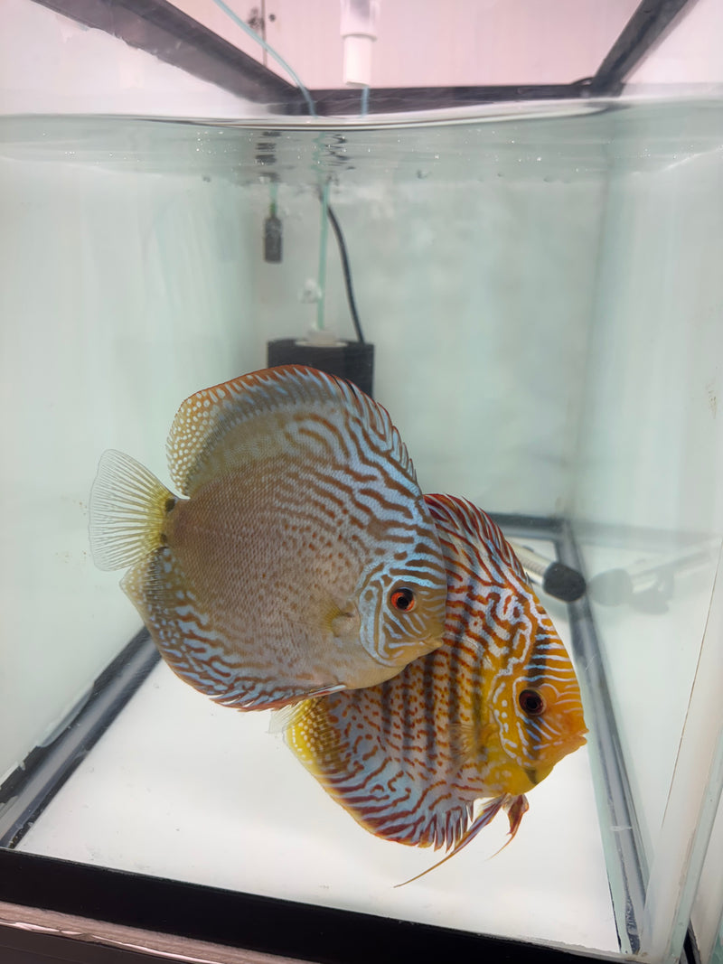 Blue Wild Cross X Spotted Green Turquoise Discus Potential Pair