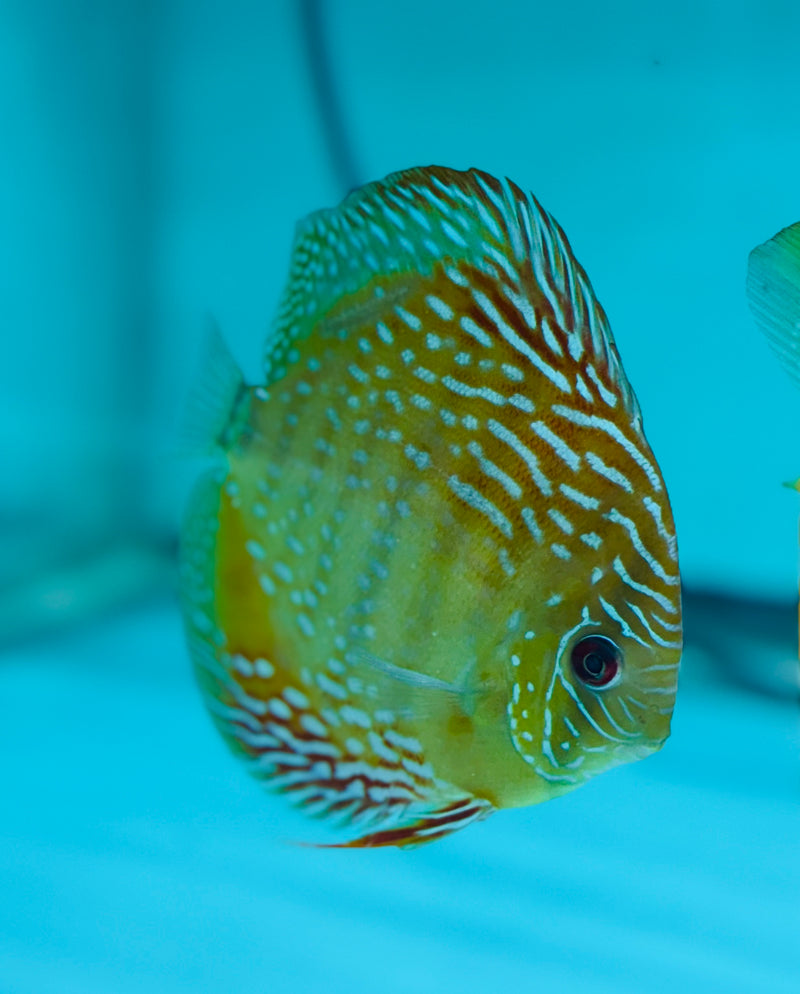 Royal Flora Discus (Wild Cross)