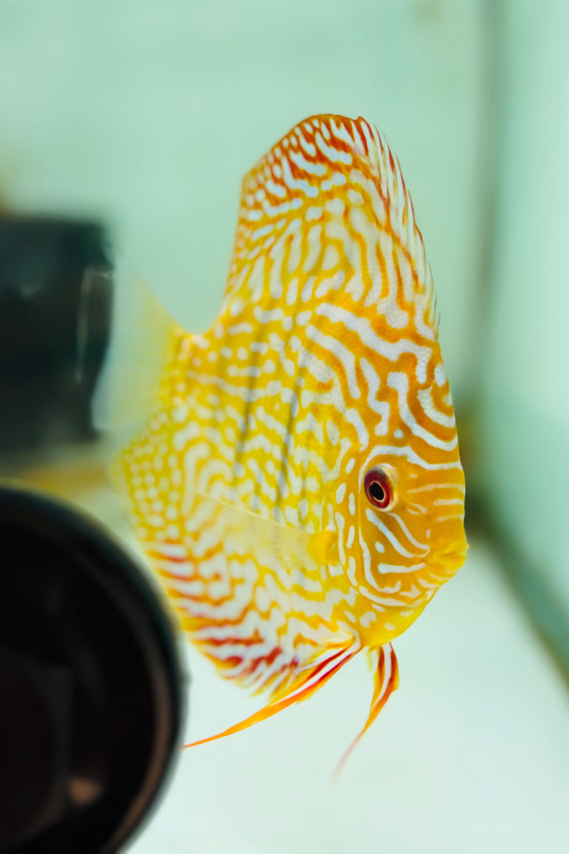Blue Flora X Altum Flora Discus Potential Pair