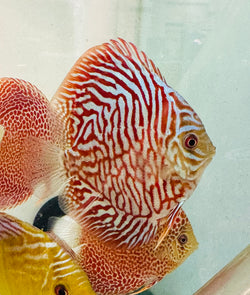 Red Tiger Turquoise Discus