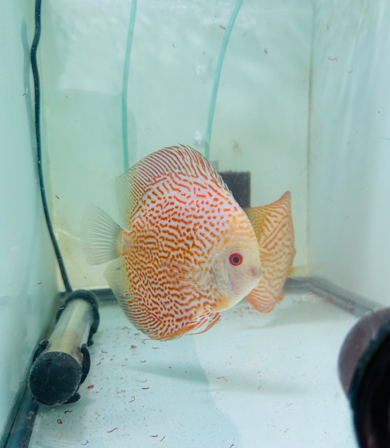 Albino Dragon X Spotted Pigeon Discus Potential Pair