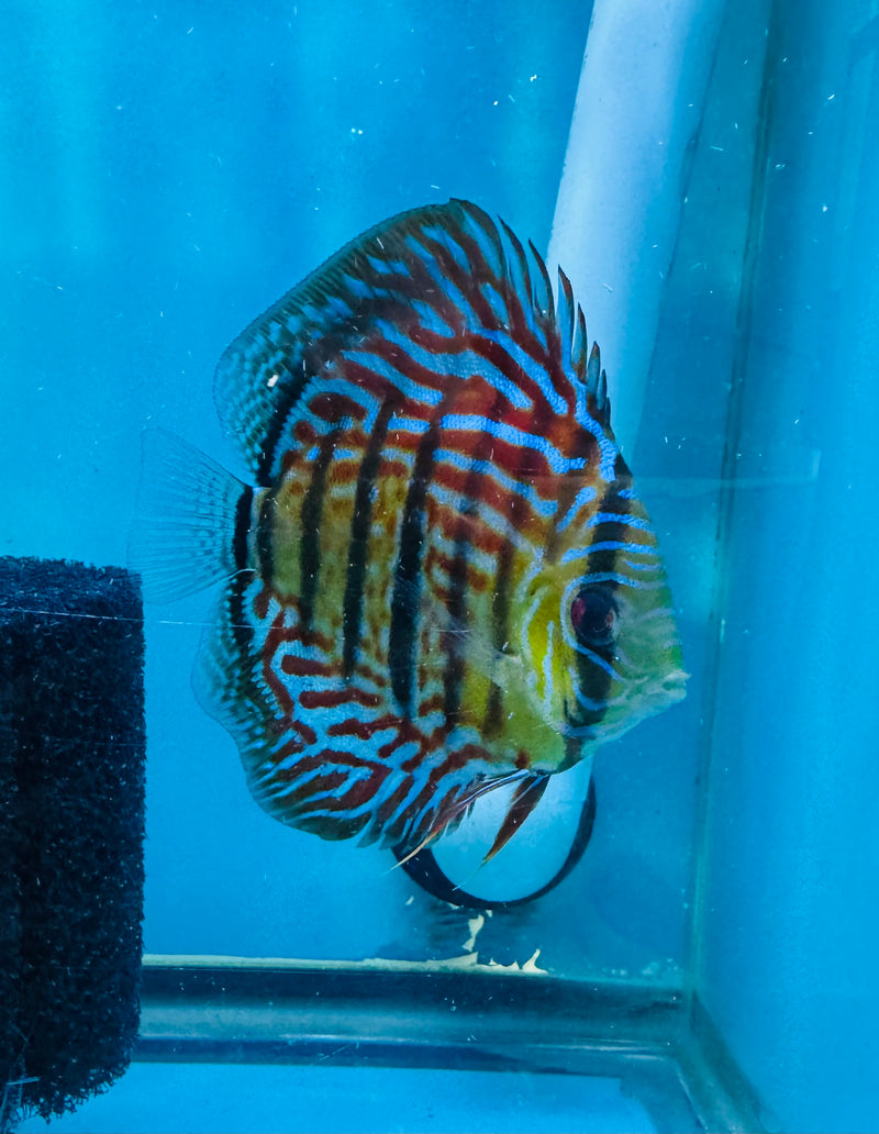 Paralenquer Discus