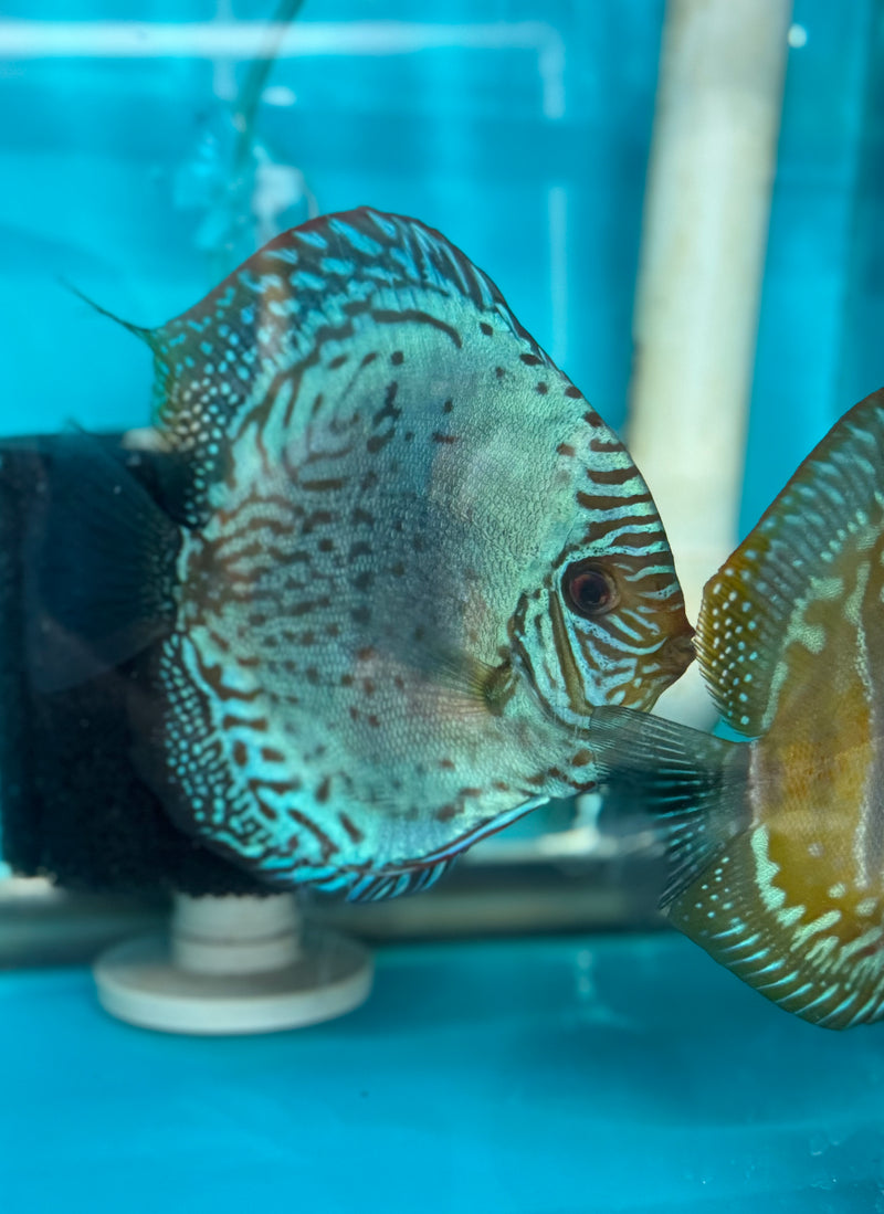 Green Nhamunda X Ica Heckel Discus Potential Pair