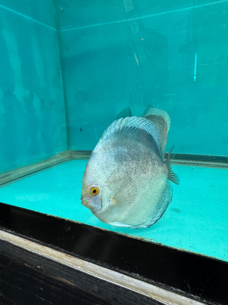 Mercury Discus Potential Pair