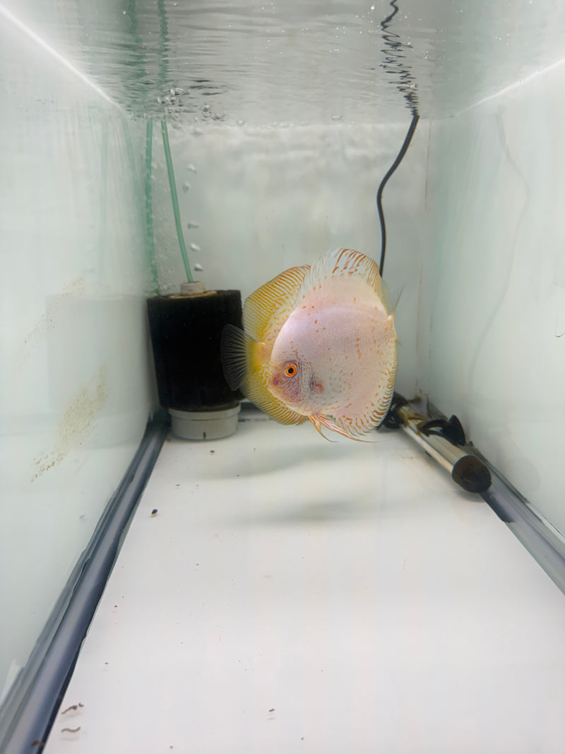 White Scorpion X Golden Spotted Discus Potential Pair