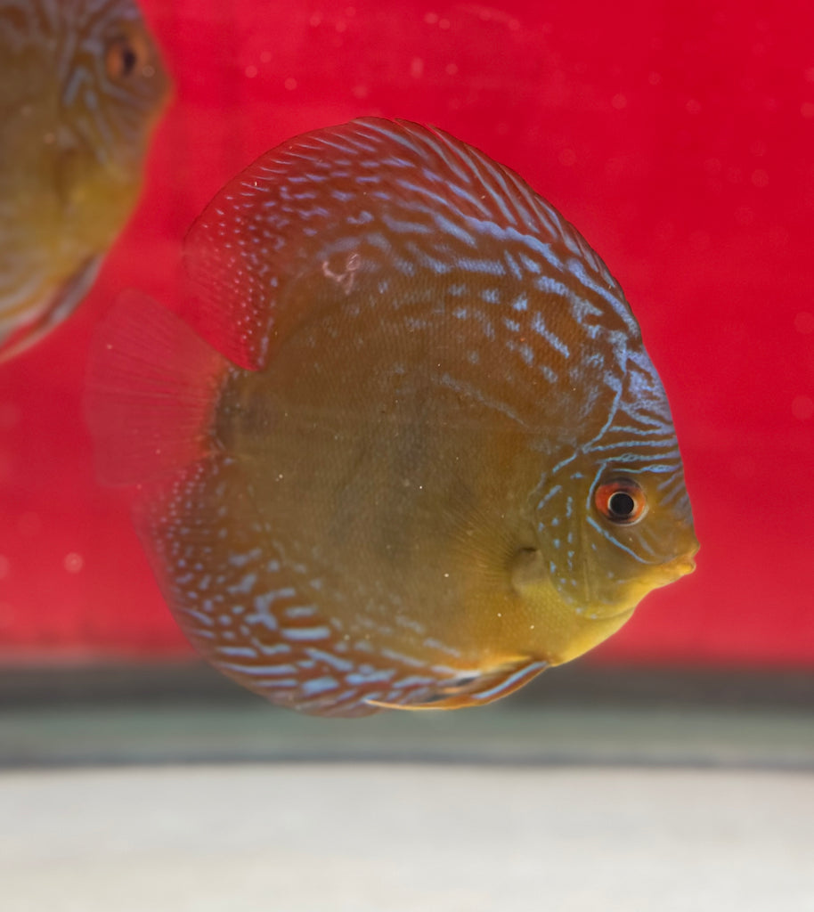 Green Curipera Discus