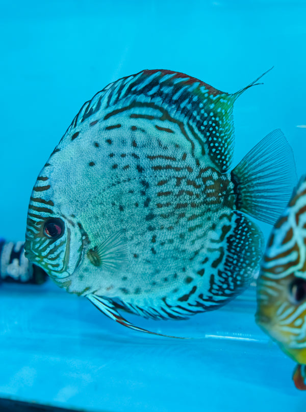 Green Nhamunda X Ica Heckel Discus Potential Pair