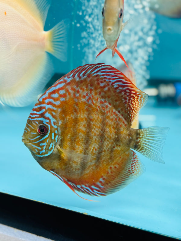 Laguna Green Wild Cross Discus