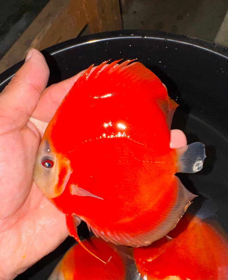 Red Ninja Discus