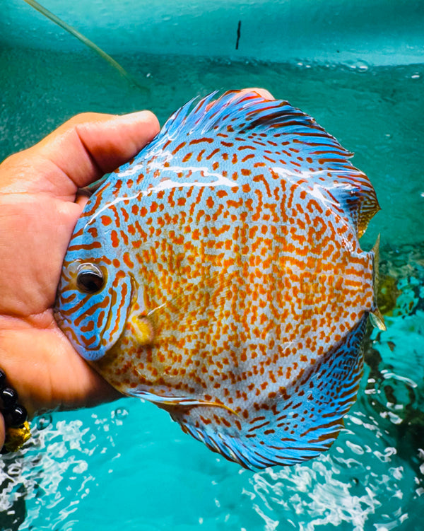 Panthera Leopard Discus(Tony Tan/IP Discus)