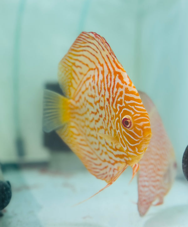 Albino Dragon X Spotted Pigeon Discus Potential Pair