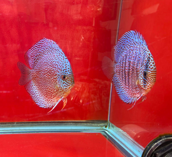 King Viper Discus Potential Pair