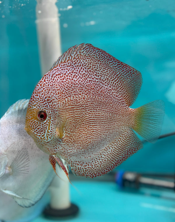 Super Panthera Discus