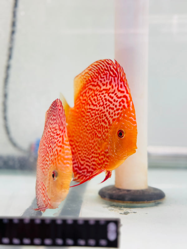 Pigeon Eruption Discus