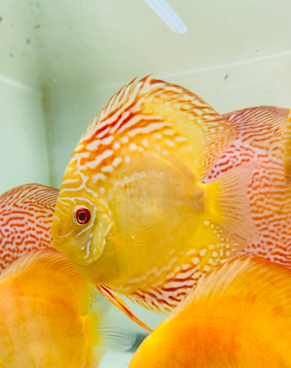 Albino Crystal Discus