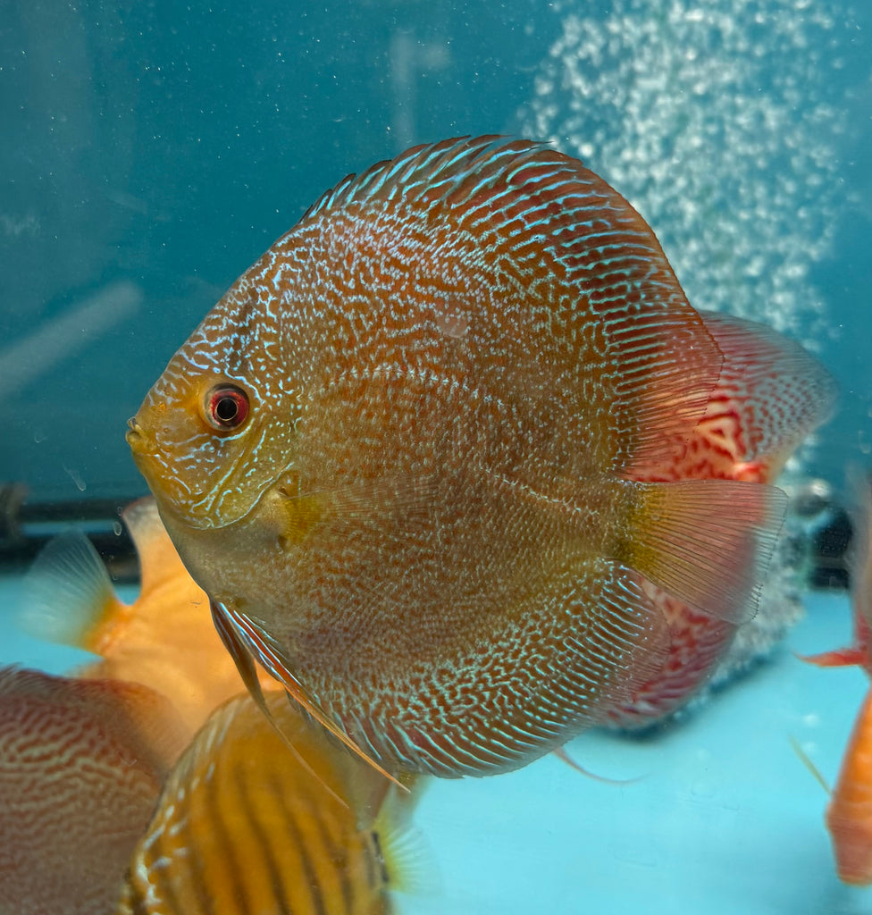 Batik Snakeskin Discus