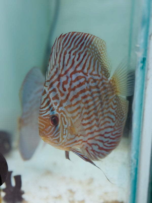 Royal Blue X Royal Flora Discus Potential Pair