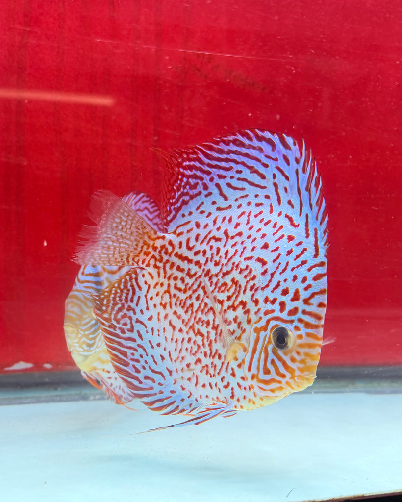 Blue Leopard X Red Spot Discus Potential Pair