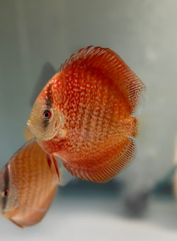 Majestic Red Star Snakeskin Discus