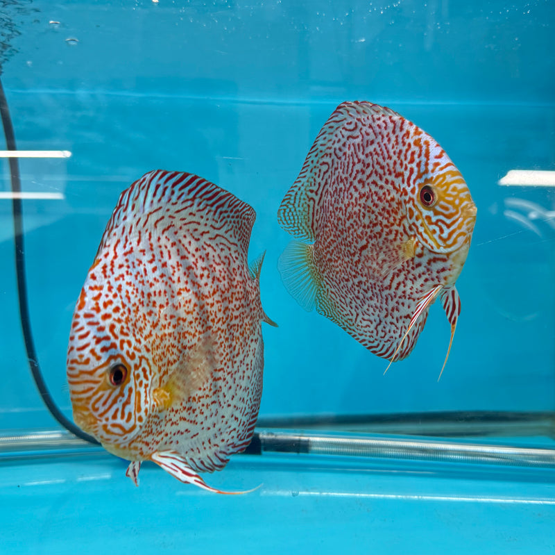 Panthera Discus Potential Pair