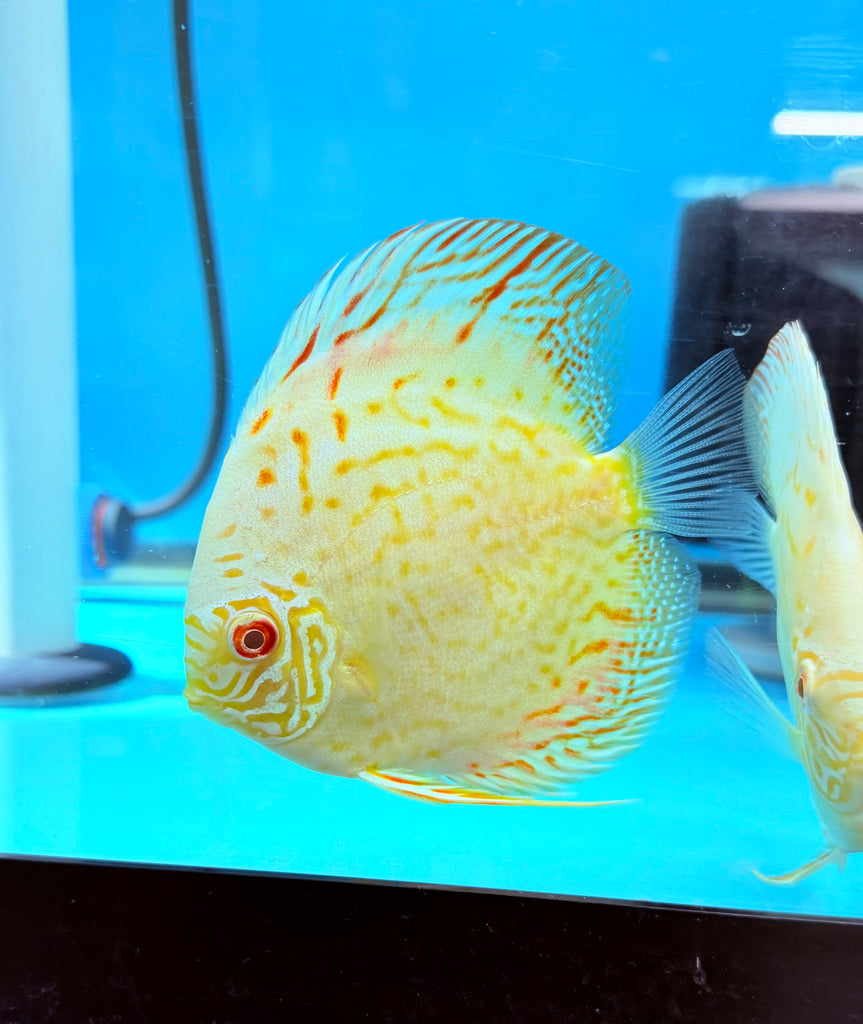 Albino White Butterfly Discus