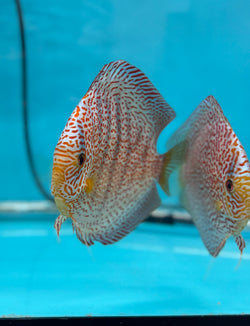 Panthera Discus Potential Pair