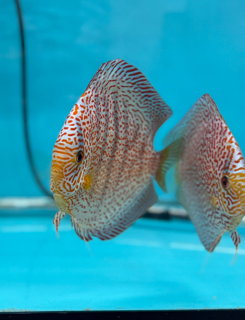 Panthera Discus Potential Pair