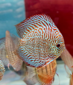 Tiger Turquoise Discus(Ricky Lim)