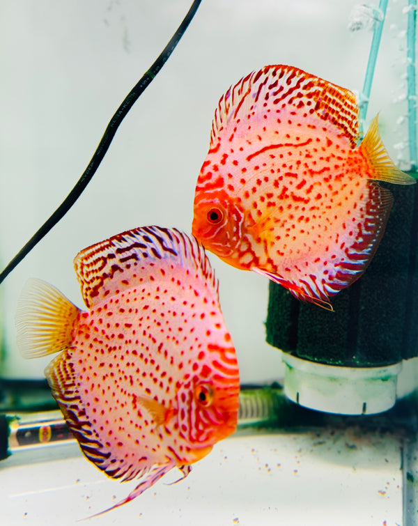 White Leopard Discus Potential Pair